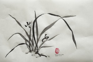 Estudio de orquídea china 3