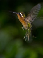Hummingbird (Colibri coruscans)