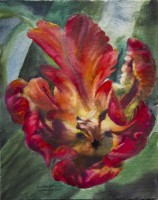 Tulipán papagayo